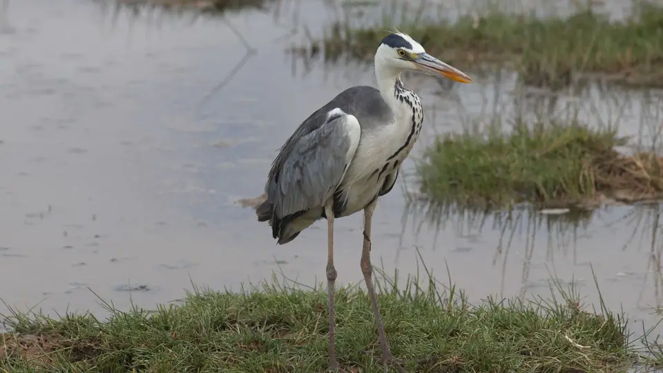 IMG_3552012.3GreyHeron.jpg