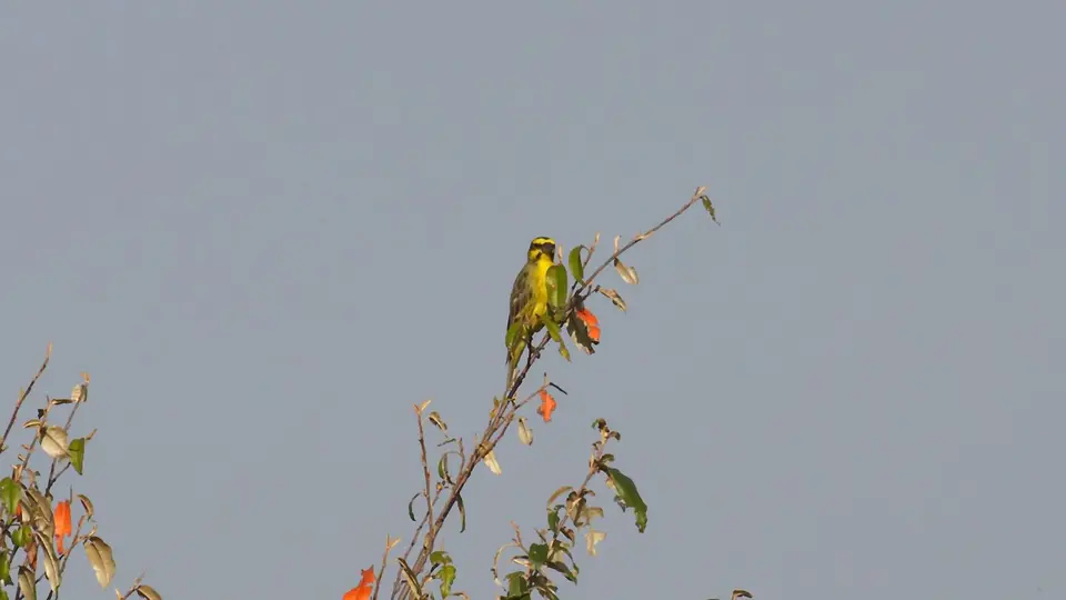 IMG_3644285.2Yellow-frontedCanary.jpg