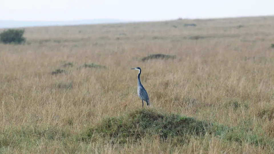 IMG_4669012.4Black-headedHeron.jpg
