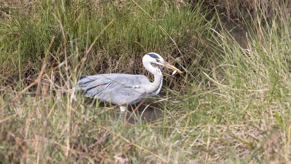 IMG_4866012.3GreyHeron.jpg