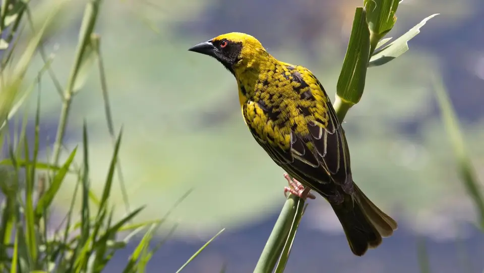 IMG_4933432.3VillageWeaver.jpg