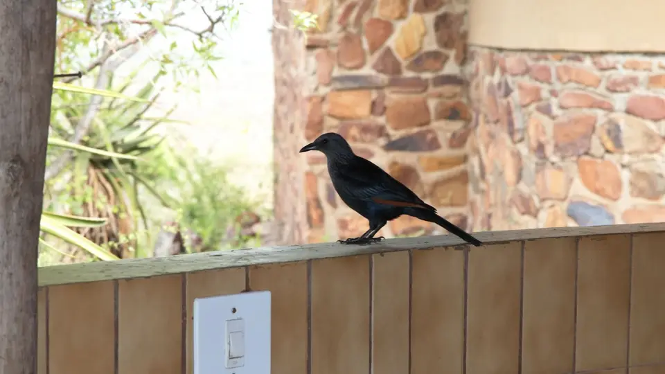 IMG_5076402.2Red-wingedStarling.jpg