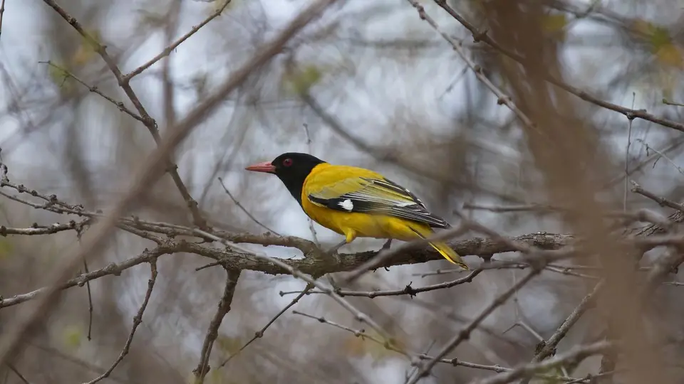 IMG_5296322.3Black-headedOriole.jpg