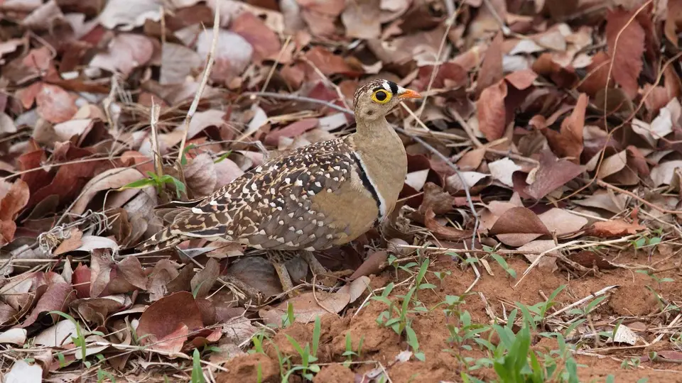 IMG_5464214.1Double-bandedSandgrouse.jpg