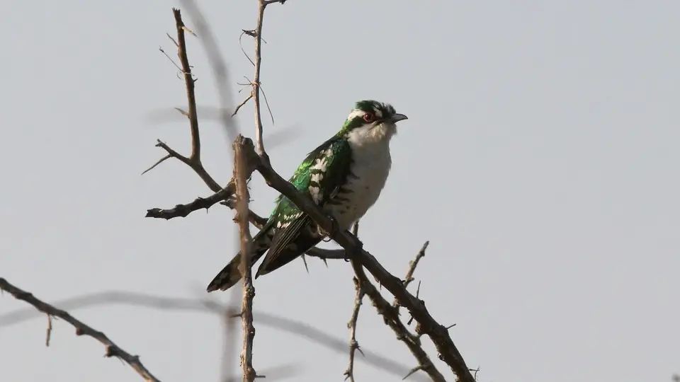 IMG_5734228.2DiederikCuckoo.jpg