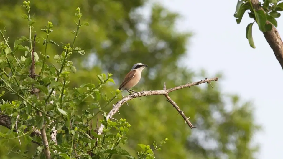 IMG_5975390.2Red-backedShrike.jpg