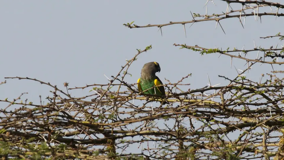 IMG_5981088.1Meyer'sParrot.jpg