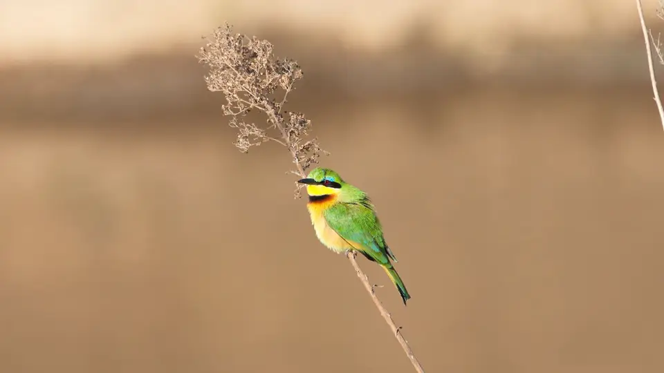 IMG_5989114.1LittleBee-Eater.jpg