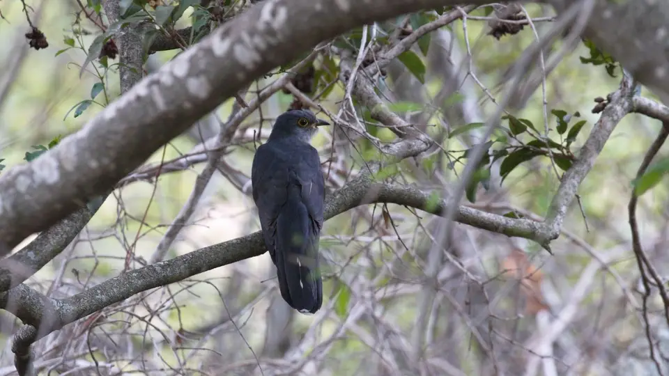 IMG_6205230.1Red-chestedCuckoo.jpg