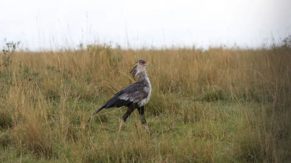 IMG_6262024.4Secretarybird.jpg
