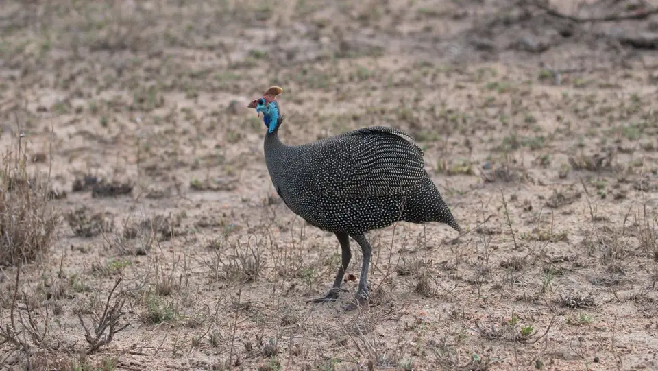 IMG_7173168.4HelmetedGuineafowl.jpg