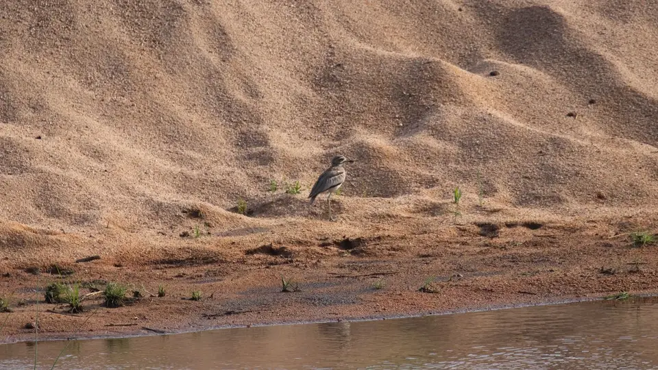 IMG_7209148.2WaterDikkop.jpg