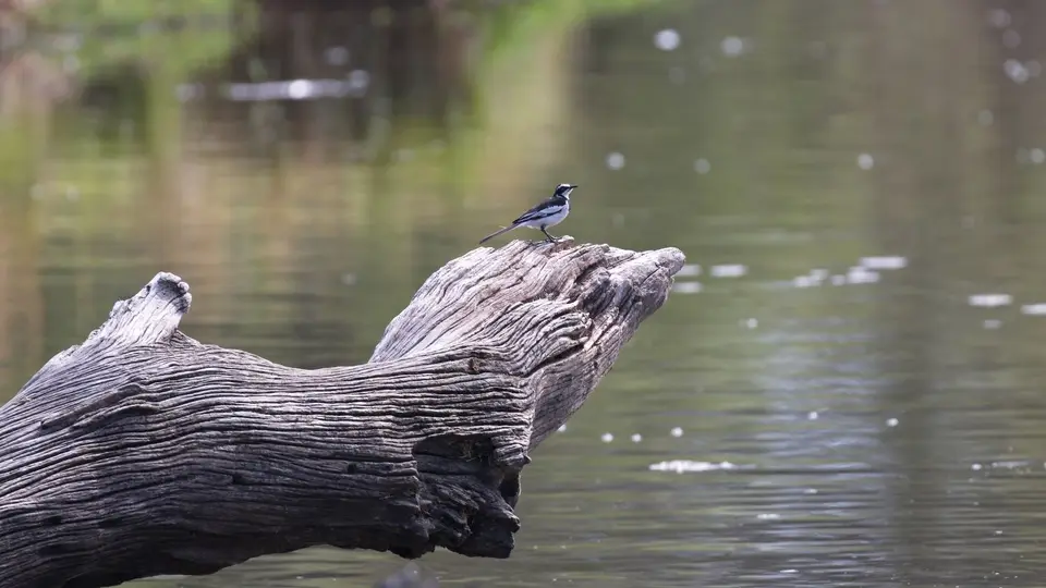 IMG_7255314.4AfricanPiedWagtail.jpg