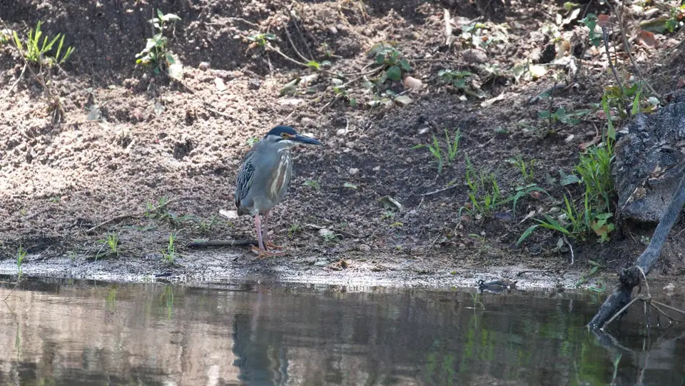 IMG_7281086.3Green-backedHeron.jpg