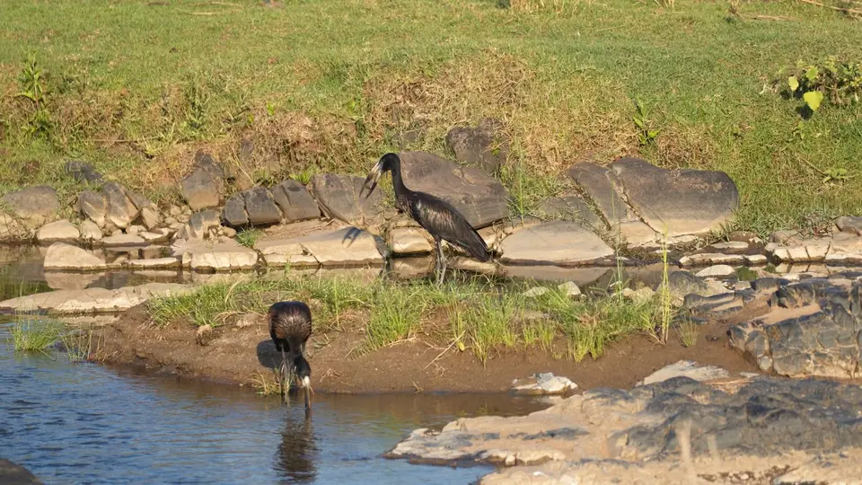 IMG_7737100.3OpenbilledStork.jpg