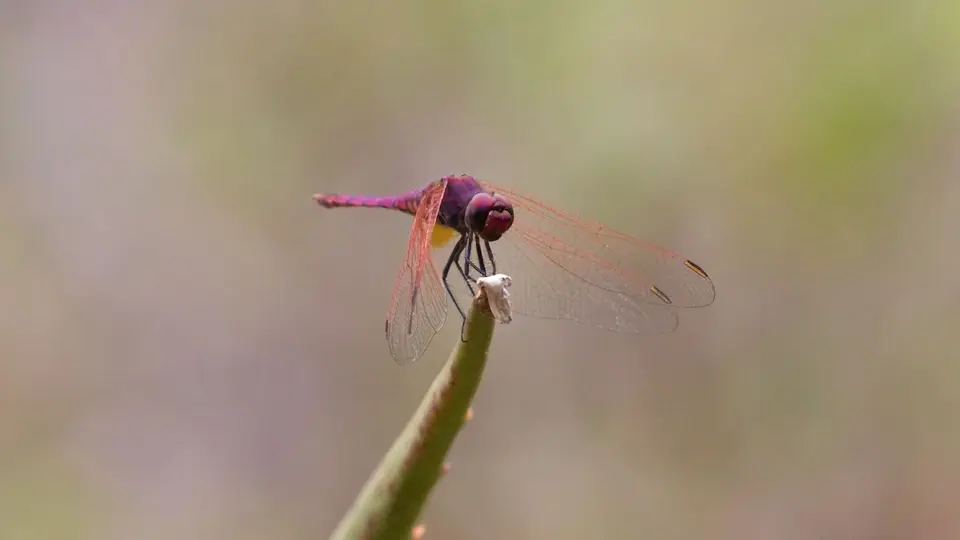 IMG_7790.jpg