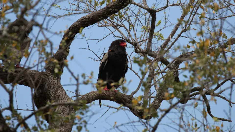 IMG_7864180.1Bateleur.jpg