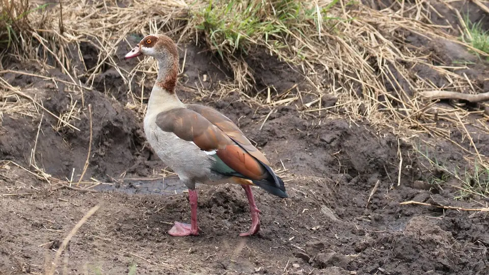 IMG_7898108.3EgyptianGoose.jpg