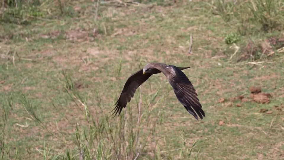 IMG_7957178.1Yellow-billedKite.jpg