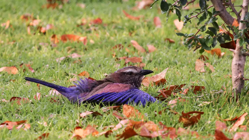 IMG_7971274.5PurpleRoller.jpg