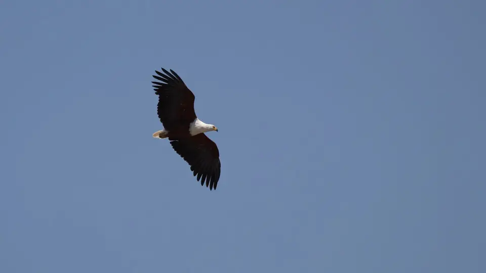 IMG_7976188.1AfricanFishEagle.jpg