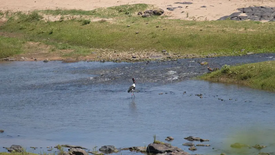 IMG_7981096.1Saddle-billedStork.jpg