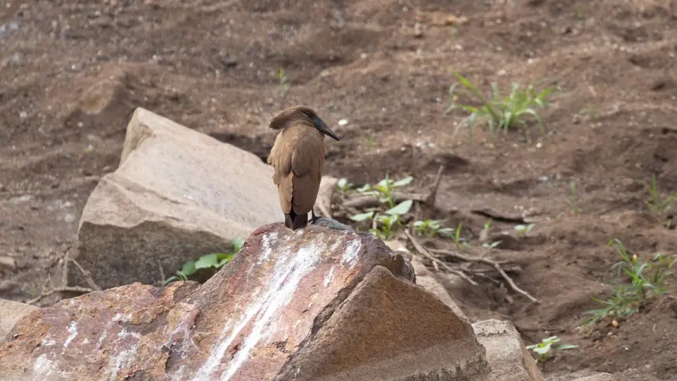 IMG_8061100.4Hamerkop.jpg