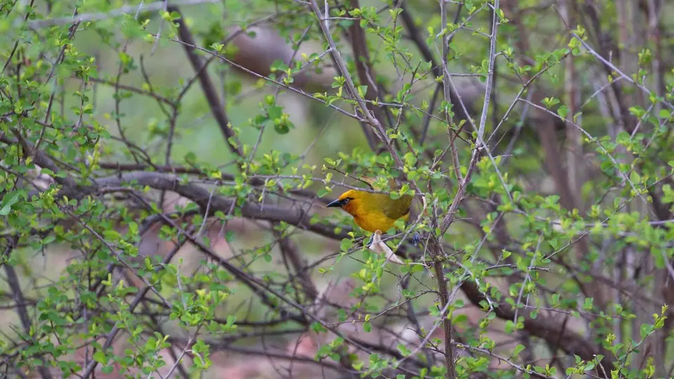 IMG_8062430.2SpectacledWeaver.jpg