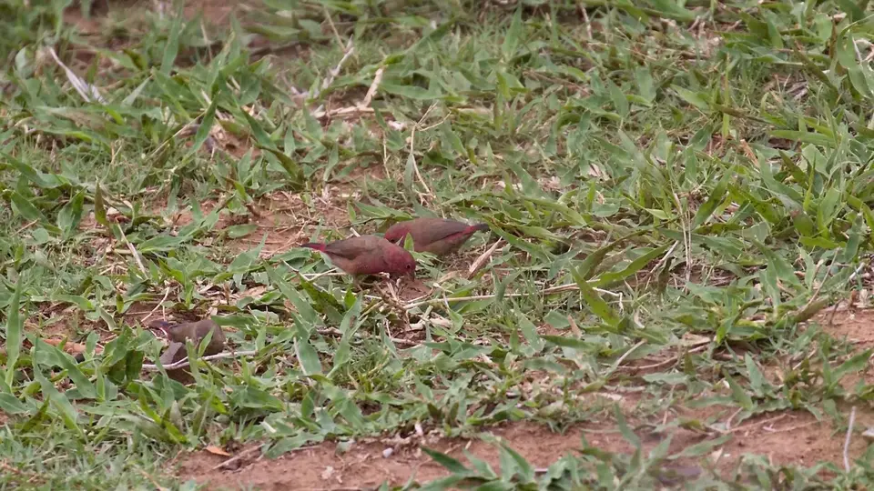 IMG_8160442.2Red-billedFirefinch.jpg