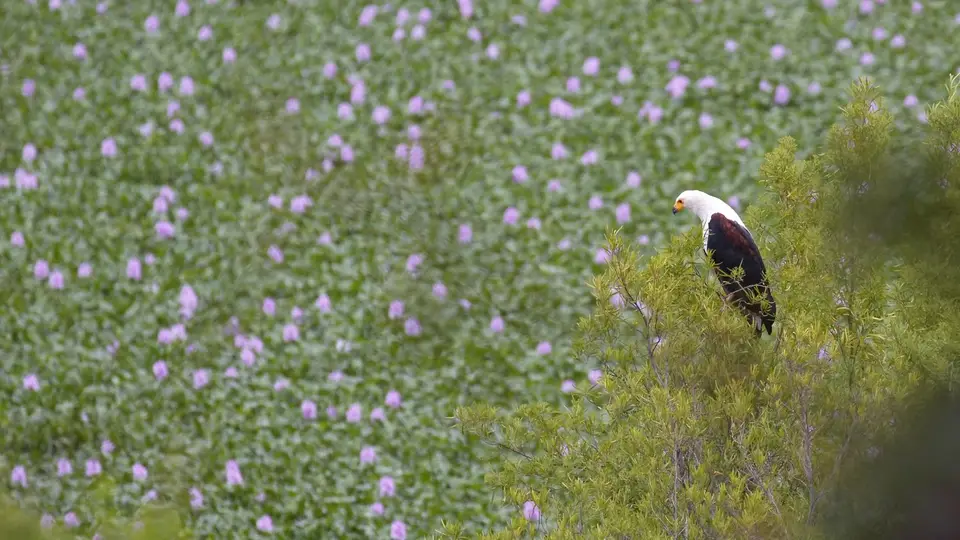 IMG_8195188.1AfricanFishEagle.jpg