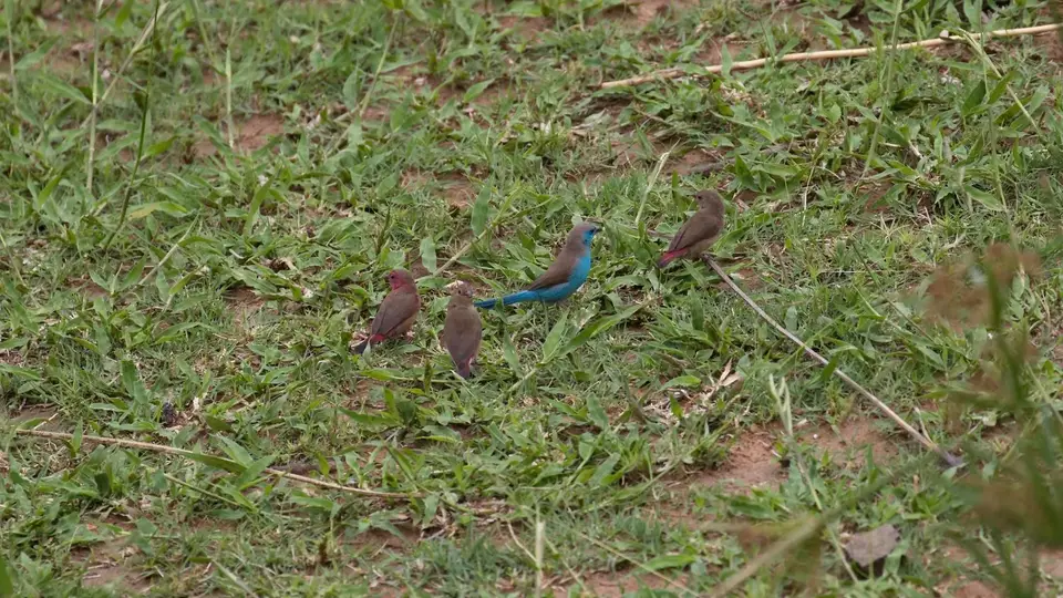 IMG_8215446.3BlueWaxbill.jpg