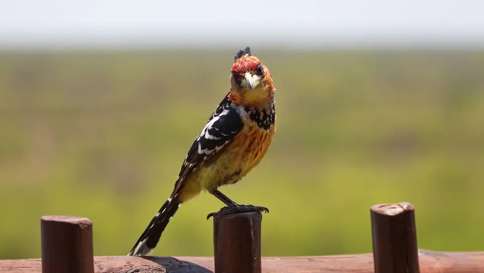 IMG_8241284.5CrestedBarbet.jpg