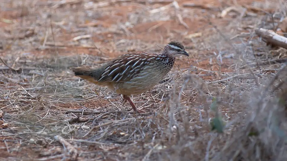 IMG_829050.2CrestedFrancolin.jpg