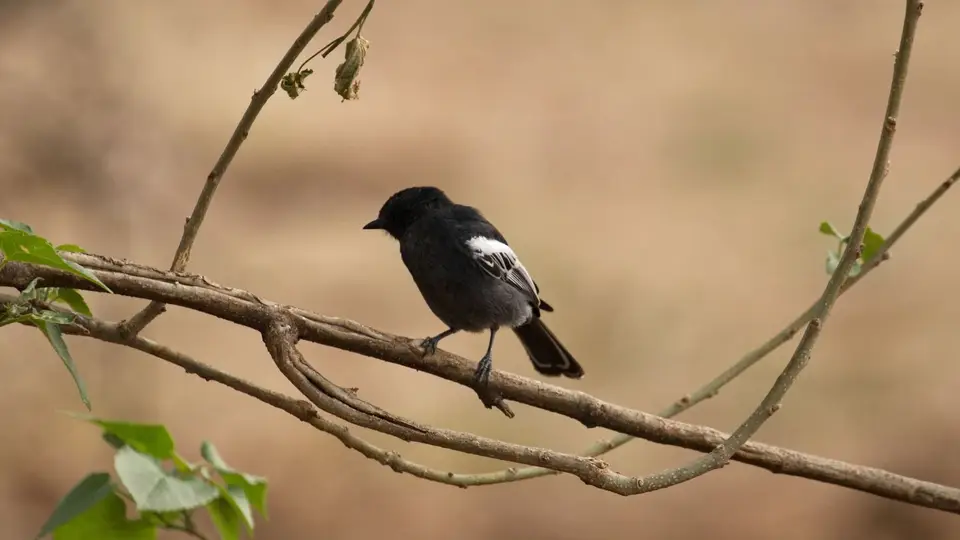 IMG_8327328.1SouthernBlackTit.jpg