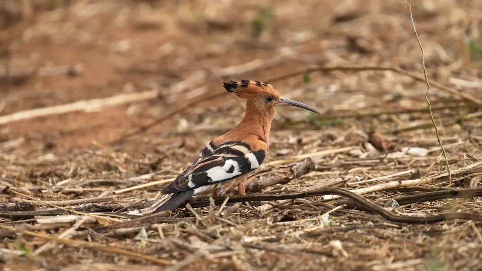 IMG_8335276.4AfricanHoopoe.jpg