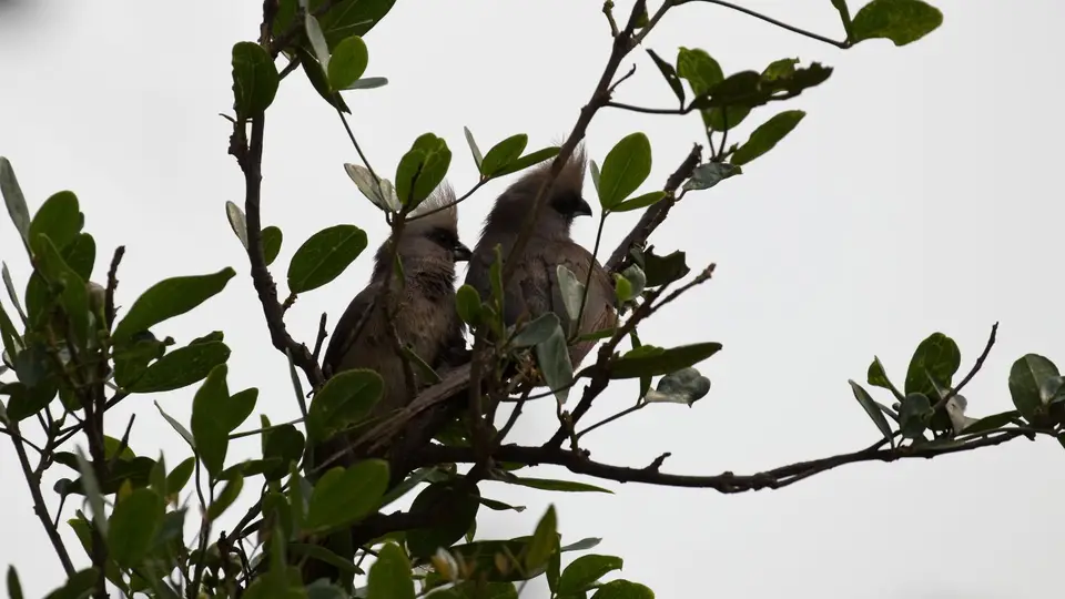 IMG_8387264.1SpeckledMousebird.jpg