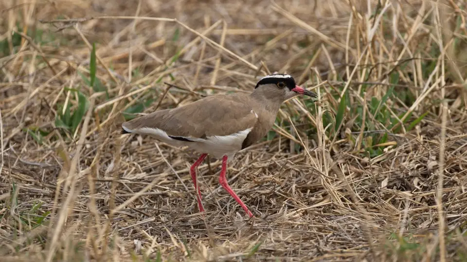 IMG_8431142.3CrownedPlover.jpg
