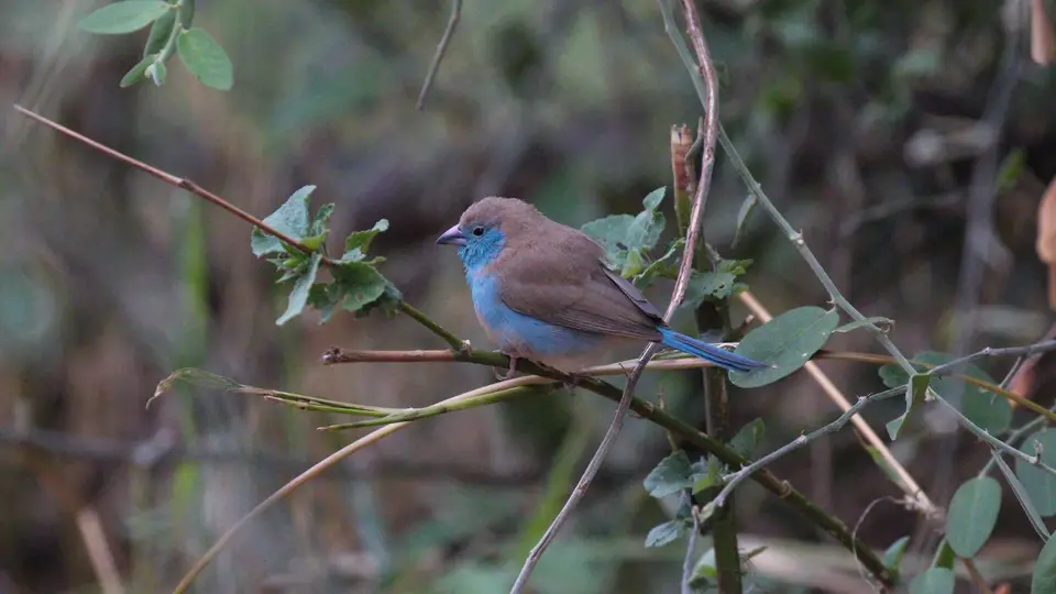 IMG_8523446.3BlueWaxbill.jpg