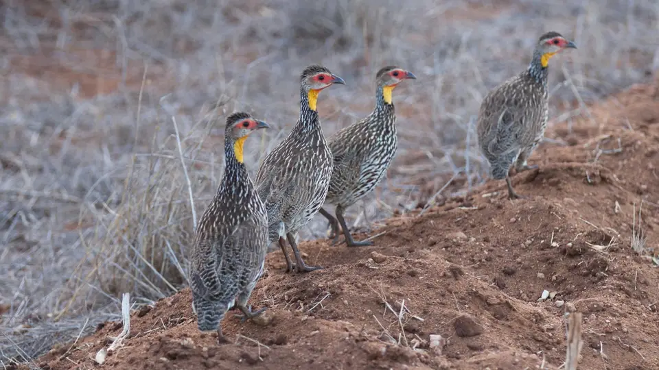 IMG_856050.3Yellow-neckedSpurfowl.jpg