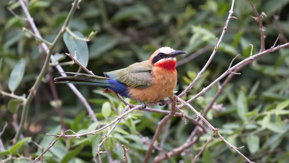 IMG_8570266.5White-frontedBee-eater.jpg
