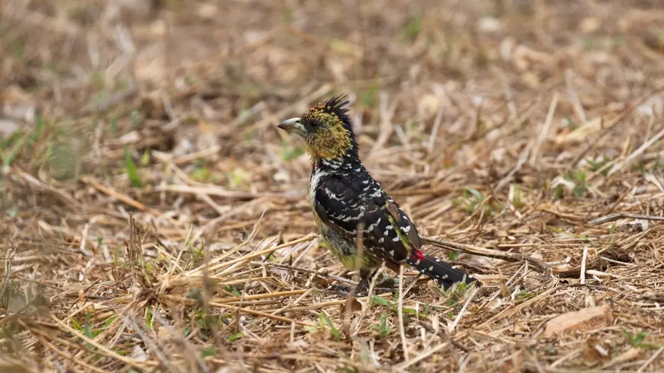 IMG_8581284.5CrestedBarbet.jpg