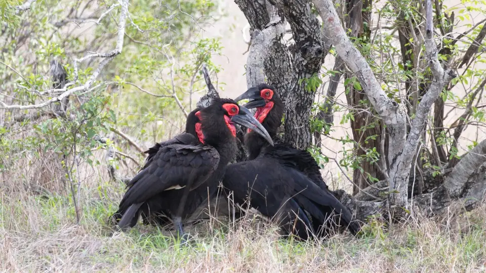IMG_86282.1SouthernGroundHornbill.jpg