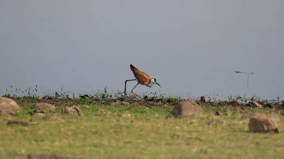 IMG_8806138.5AfricanJacana.jpg