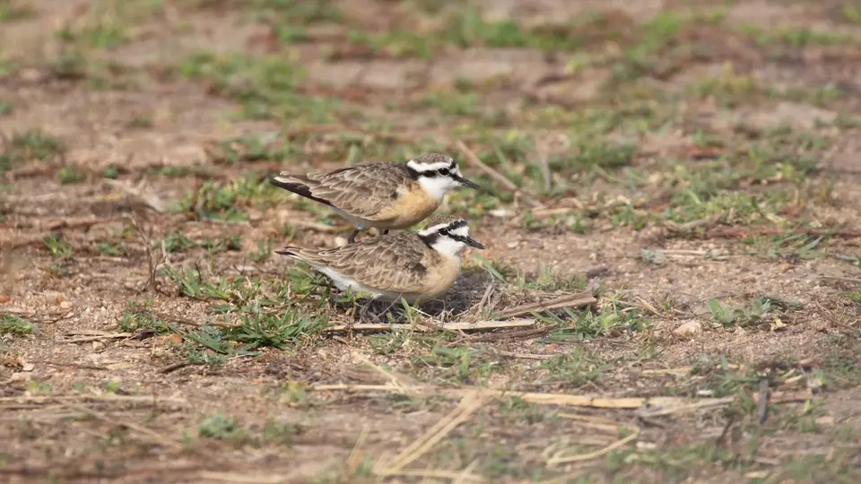 IMG_8819128.1White-frontedPlover.jpg