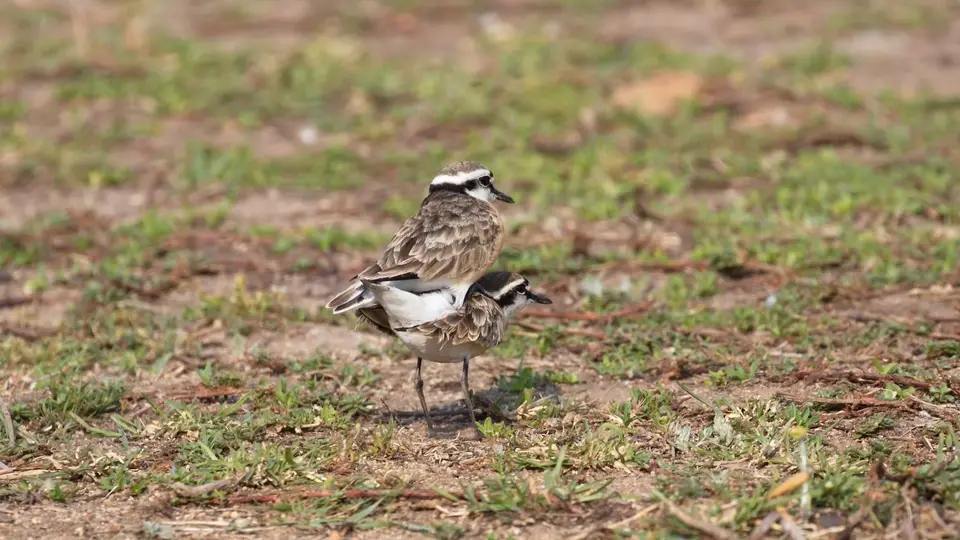 IMG_8833128.1White-frontedPlover.jpg