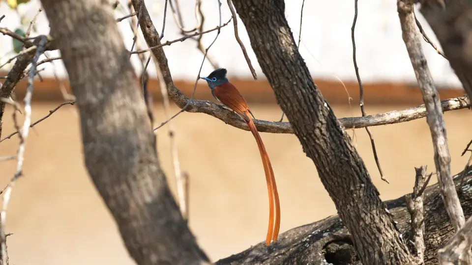 IMG_8871388.2AfricanParadiseFlycatcher.jpg
