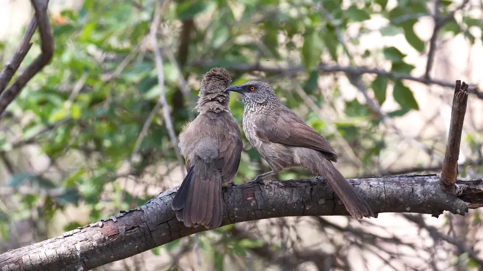 IMG_8956330.1Arrow-markedBabbler.jpg