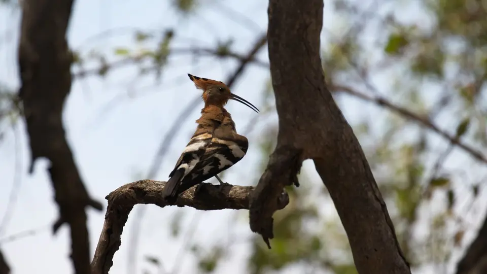 IMG_9050276.4AfricanHoopoe.jpg