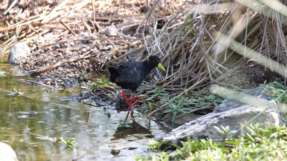 IMG_9071122.6BlackCrake.jpg