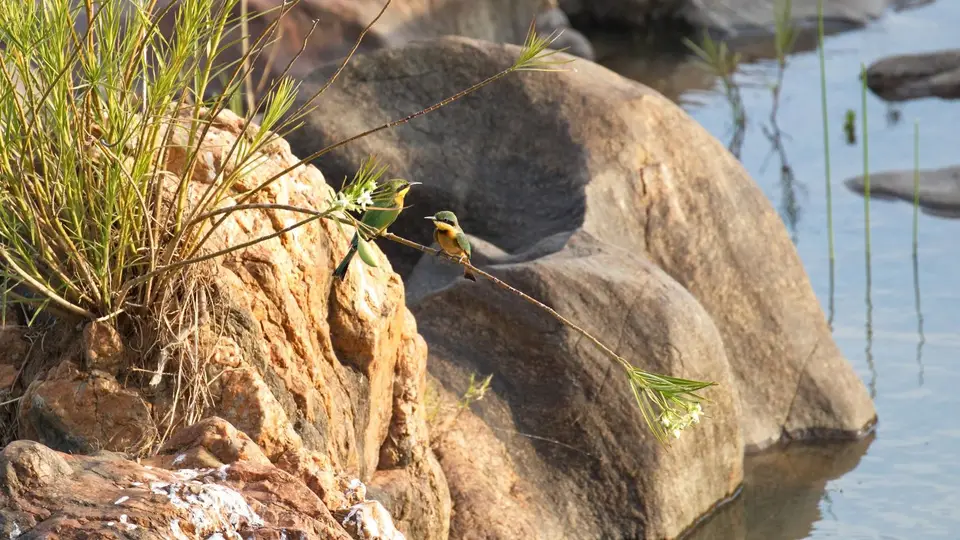 IMG_9078266.1LittleBee-eater.jpg